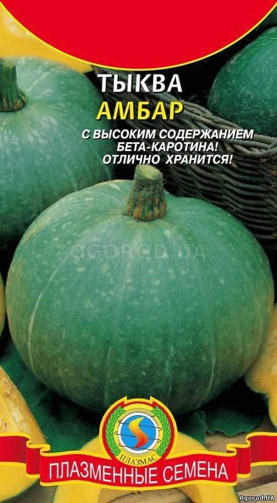 Кликните для увеличения изображения Семена тыквы «Амбар», ТМ «ПЛАЗМЕННЫЕ СЕМЕНА» - 1 грамм