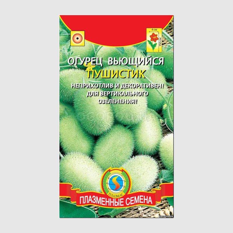 Кликните для увеличения изображения Семена огурца «Пушистик» (вьющегося), ТМ «ПЛАЗМЕННЫЕ СЕМЕНА» - 6 семян