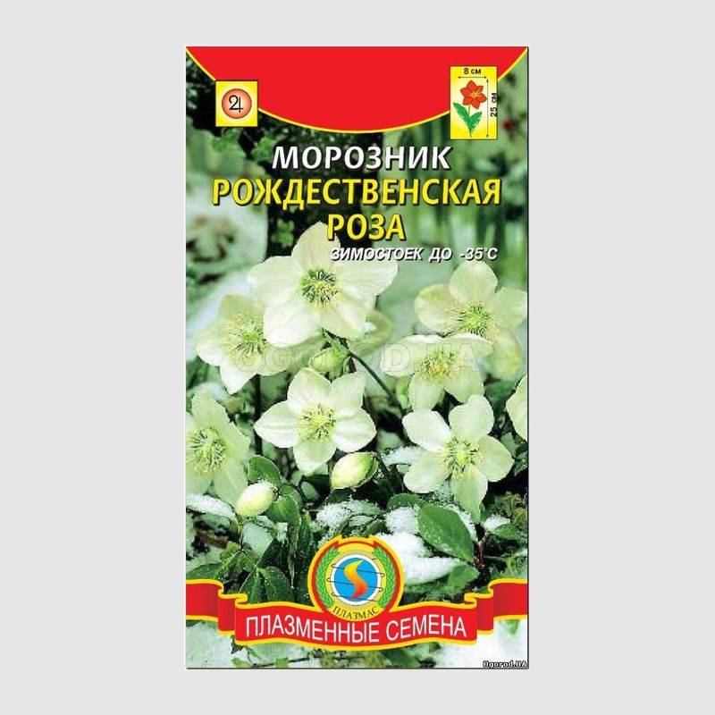 Кликните для увеличения изображения Семена морозника «Рождественская роза», ТМ «ПЛАЗМЕННЫЕ СЕМЕНА» - 5 семян