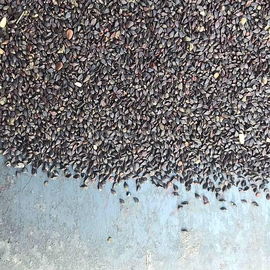 Семена спорыша (горца птичьего), ТМ OGOROD - 1 кг