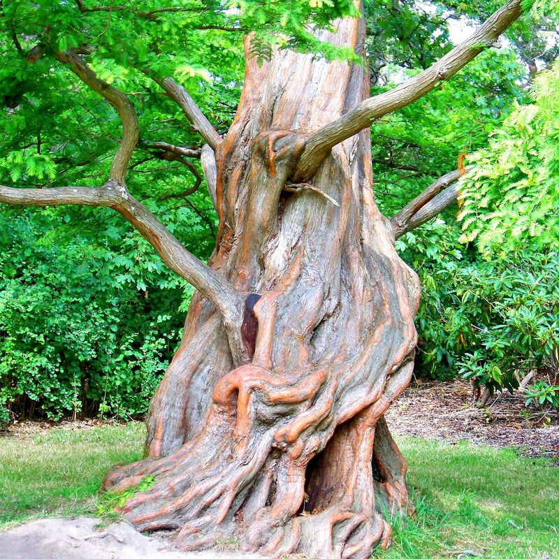 Кликните для увеличения изображения Семена метасеквойи китайской / Metasequoia glyptostroboides, TM OGOROD - 200 семян