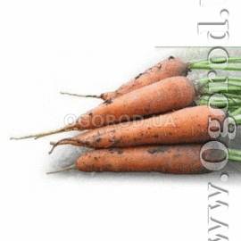 Семена моркови «Мацури» F1, ТМ Kitano - 1 грамм