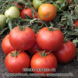 Семена томата «KS 835» F1, ТМ Kitano - 5 семян