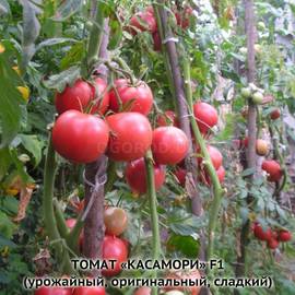 Семена томата «Касамори» F1, ТМ Kitano - 5 семян