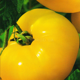 Семена томата «Желтый гигант», ТМ «Агропак» - 0,2 грамма