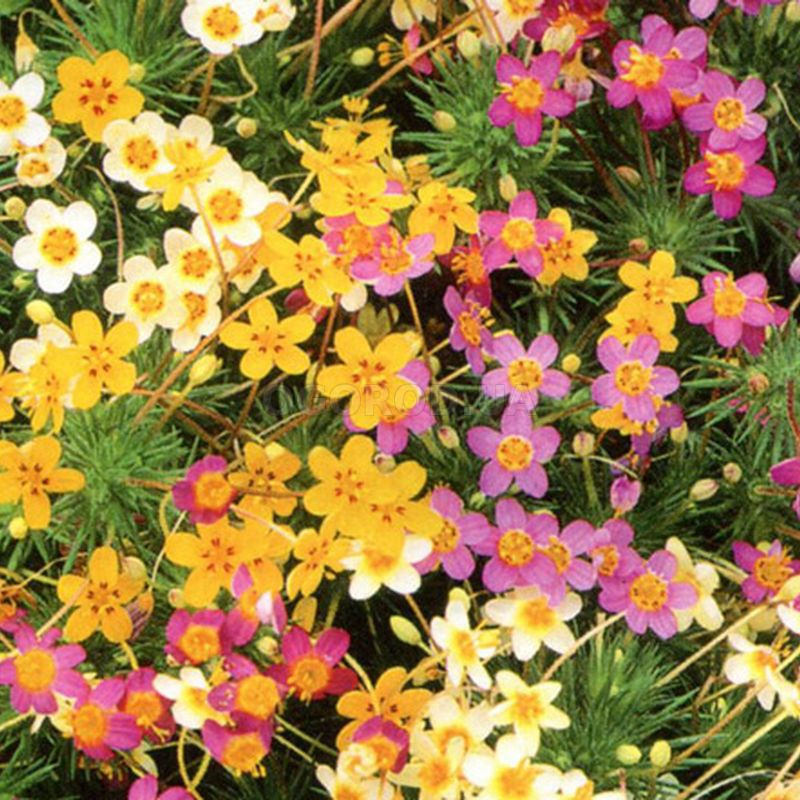 Кликните для увеличения изображения Семена лептосифона / Leptosiphon hybrida French hybrida mixed, ТМ «Агропак» - 0,1 грамм