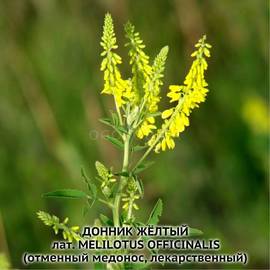 Семена донника желтого (двулетний) / Melilotus officinalis, ТМ OGOROD - 250 грамм