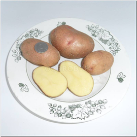 Семена картофеля «Браво», ТМ OGOROD - 100 семян
