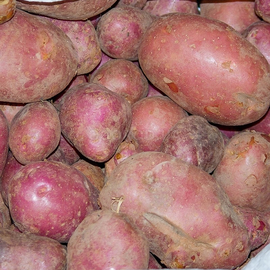 Клубни картофеля «Журавинка», ТМ «ЧерниговЭлитКартофель» - 15 кг (мешок/сетка)