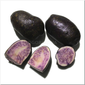 Клубни картофеля «Bora Valley» (Бора Вэлли), ТМ OGOROD - 10 клубней
